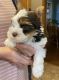 Biewer Puppies for sale in Bluffton, SC, USA. price: NA