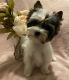 Biewer Puppies for sale in Tulsa, OK, USA. price: NA