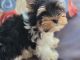 Biewer Puppies for sale in Moreno Valley, CA, USA. price: NA