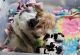 Biewer Puppies for sale in Ireton, IA 51027, USA. price: NA