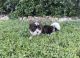 Biewer Puppies for sale in Gallatin, TN 37066, USA. price: NA