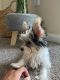 Biewer Puppies for sale in Canton, GA 30114, USA. price: NA