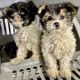 Biewer Puppies for sale in Spokane Valley, WA, USA. price: $1,500