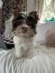 Biewer Puppies for sale in Westchester County, NY, USA. price: NA