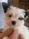 Biewer Puppies for sale in Long Beach, NY, USA. price: $4,500