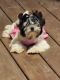 Biewer Puppies for sale in Smithfield, NC 27577, USA. price: $2,500
