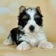 Biewer Puppies for sale in Naples, FL, USA. price: $2,000