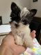 Biewer Puppies for sale in New York, NY, USA. price: $2,800