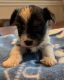 Biewer Puppies for sale in Amherst, NS, Canada. price: $2,000