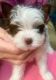 Biewer Puppies for sale in Long Beach, NY, USA. price: $4,000