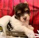Biewer Puppies for sale in Winslow, Arkansas. price: $1,800