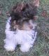 Biewer Puppies for sale in Colorado Springs, CO, USA. price: NA