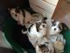 Biewer Puppies for sale in Carlsbad, CA, USA. price: NA