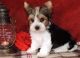 Biewer Puppies for sale in Dallas, TX, USA. price: $500