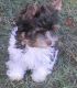 Biewer Puppies for sale in New York, NY, USA. price: $500
