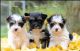 Biewer Puppies for sale in Indianapolis, IN, USA. price: NA