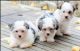 Biewer Puppies for sale in Georgetown, GA, USA. price: NA
