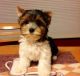 Biewer Puppies for sale in New York, NY, USA. price: NA