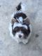 Biewer Puppies for sale in Chico, CA, USA. price: NA