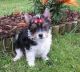 Biewer Puppies for sale in San Francisco, CA, USA. price: NA