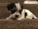 Biewer Puppies for sale in Los Angeles, CA, USA. price: NA