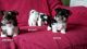 Biewer Puppies for sale in Florida City, FL, USA. price: NA