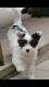 Biewer Puppies for sale in Tempe, AZ, USA. price: NA