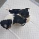 Biewer Puppies for sale in Seattle, WA, USA. price: NA