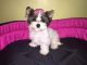 Biewer Puppies for sale in Beaverton, OR, USA. price: NA