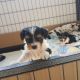Biewer Puppies for sale in Los Angeles, CA 90001, USA. price: NA