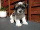 Biewer Puppies for sale in Chicago, IL, USA. price: NA