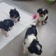 Biewer Puppies for sale in Atlanta, GA, USA. price: NA