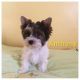 Biewer Puppies for sale in Sacramento, CA, USA. price: $614