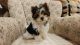 Biewer Puppies for sale in Texas City, TX, USA. price: $500