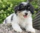 Biewer Puppies for sale in Harlan, IN, USA. price: NA