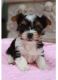 Biewer Puppies for sale in Clifton, NJ 07014, USA. price: NA