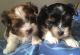 Biewer Puppies for sale in R US-24, Huntington, IN 46750, USA. price: NA