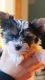 Biewer Puppies for sale in Stanwood, WA 98292, USA. price: NA