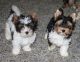 Biewer Puppies for sale in New York, NY, USA. price: $350