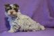 Biewer Puppies for sale in North Miami Beach, FL 33160, USA. price: $1,500
