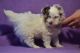 Biewer Puppies for sale in North Miami Beach, FL 33160, USA. price: NA