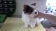 Biewer Puppies for sale in Chicago, IL, USA. price: $670