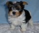 Biewer Puppies for sale in Dallas, TX, USA. price: $400