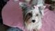 Biewer Puppies for sale in Watertown, NY 13601, USA. price: NA