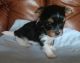 Biewer Puppies for sale in Bostic, NC 28018, USA. price: NA