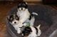 Biewer Puppies for sale in Durham, NC, USA. price: $300