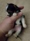 Biewer Puppies for sale in Baltimore, MD, USA. price: NA