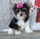 Biewer Puppies for sale in Portland, OR, USA. price: NA