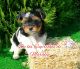 Biewer Puppies for sale in Los Angeles, CA, USA. price: $3,500