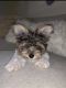 Biewer Puppies for sale in Tampa, FL, USA. price: NA